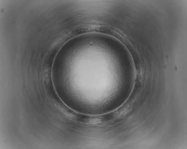 X0000072950462200607211131