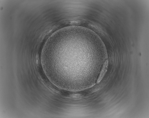 X0000072950748200607211126