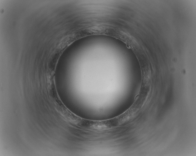 X0000072950749200607211126