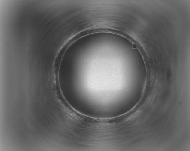 X0000072950925200607282226