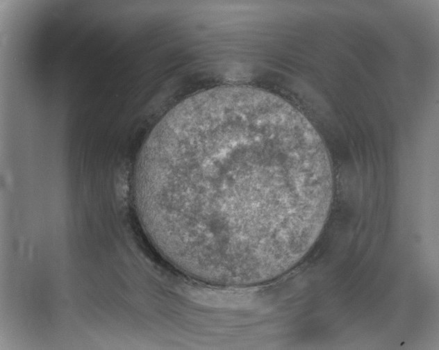 X0000072950032200608041319