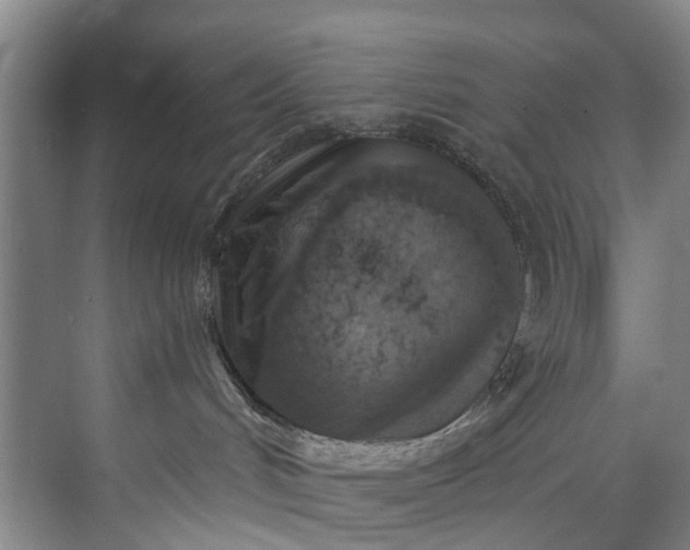 X0000072950048200608041319