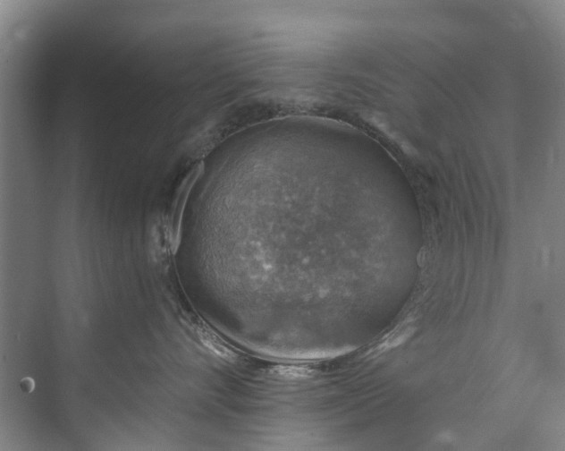 X0000072950528200608041311