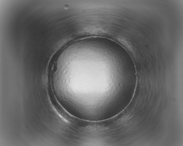 X0000072950630200608041308