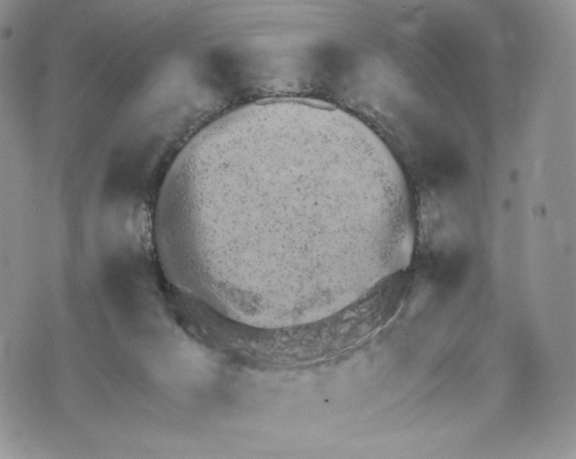 X0000072950029200608111637