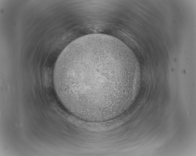 X0000072950030200608111637