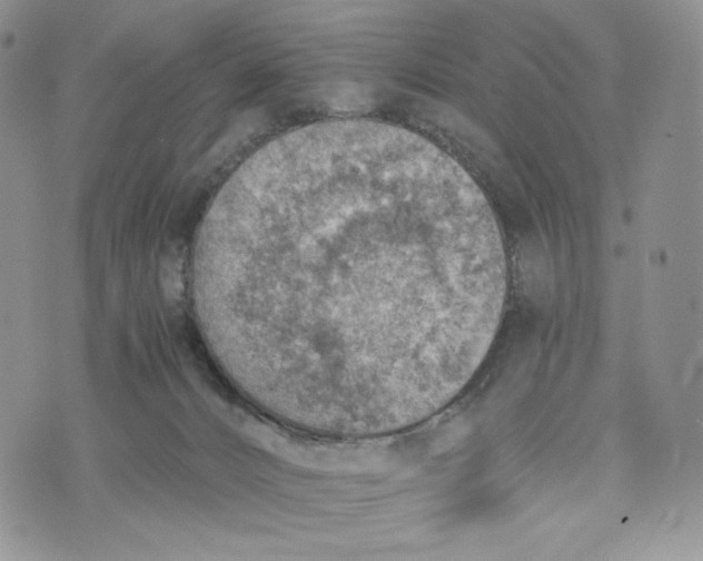 X0000072950032200608111637