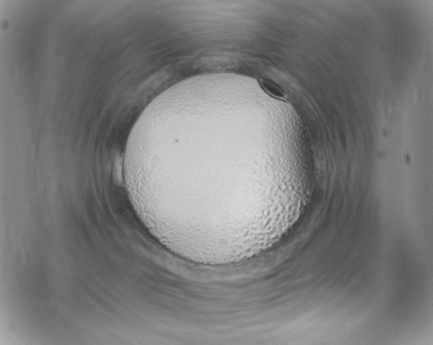 X0000072950046200608111637