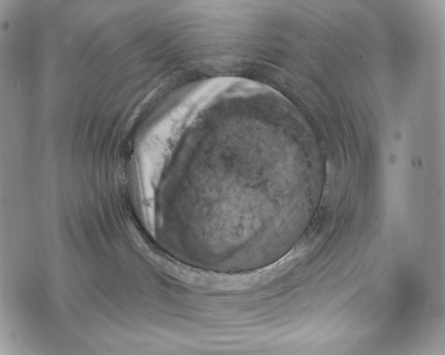 X0000072950048200608111637