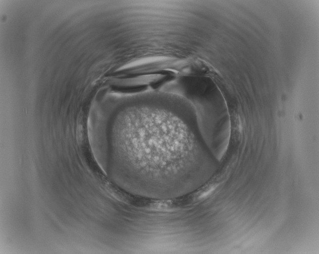 X0000072950080200608111636