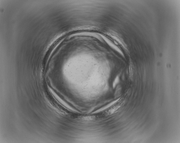 X0000072950156200608111634