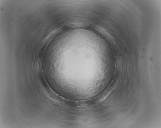 X0000072950165200608111635