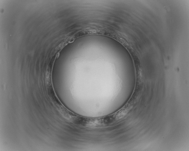 X0000072950177200608111635