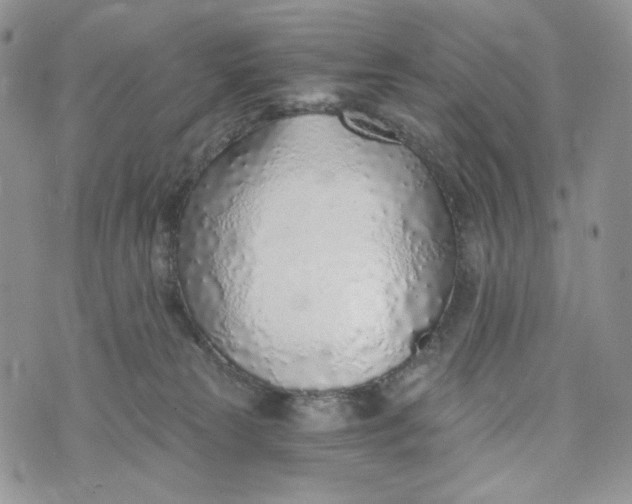 X0000072950181200608111635