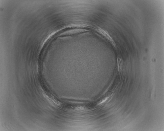 X0000072950204200608111634