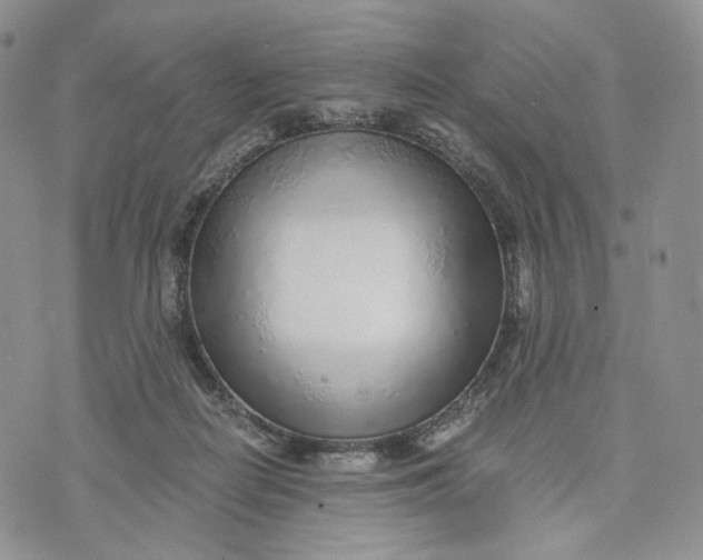 X0000072950266200608111633