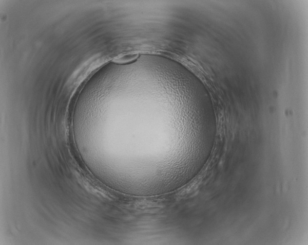 X0000072950290200608111633