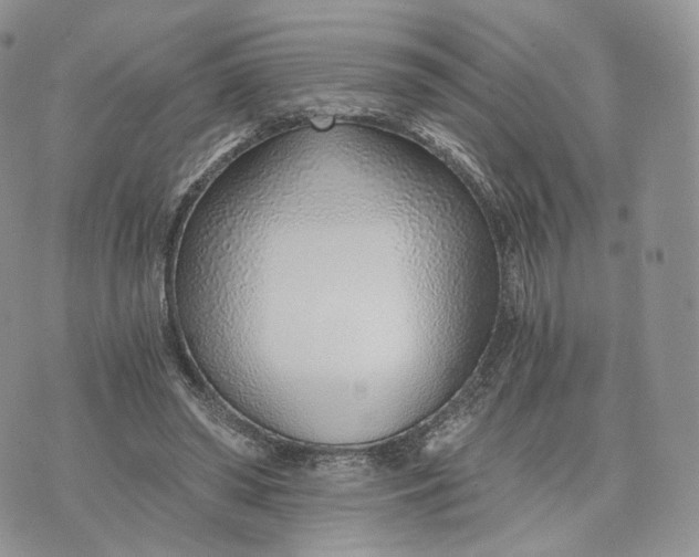 X0000072950398200608111631