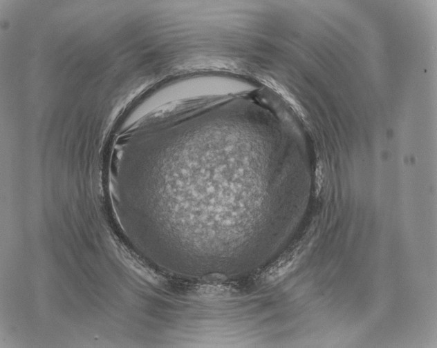 X0000072950399200608111631