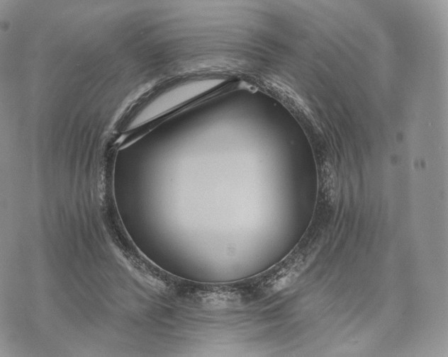 X0000072950400200608111631