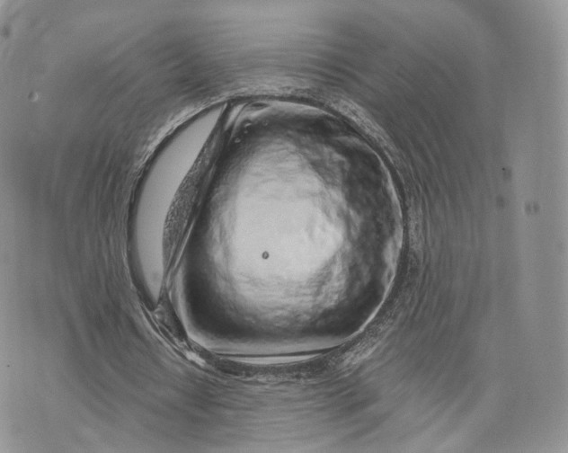 X0000072950434200608111629