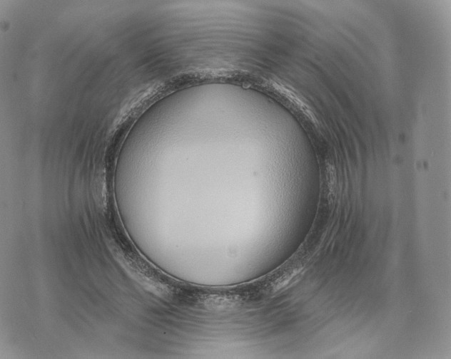 X0000072950494200608111629