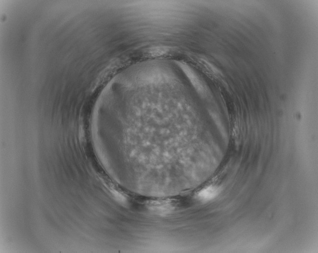 X0000072950524200608111629