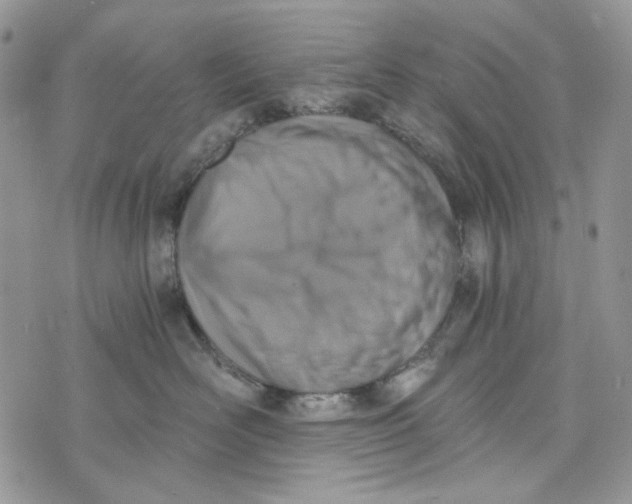 X0000072950526200608111629