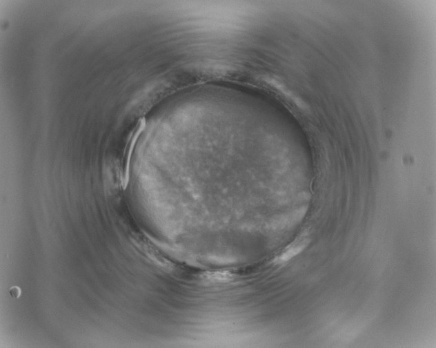 X0000072950528200608111629