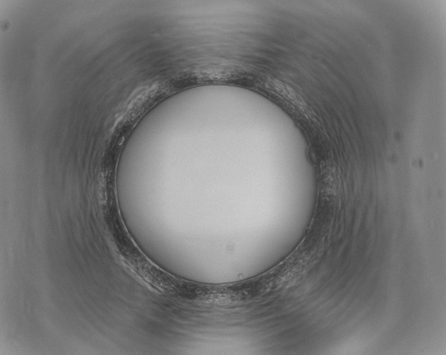 X0000072950738200608111625