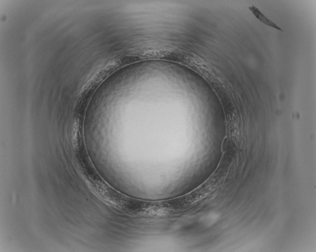 X0000072950742200608111625