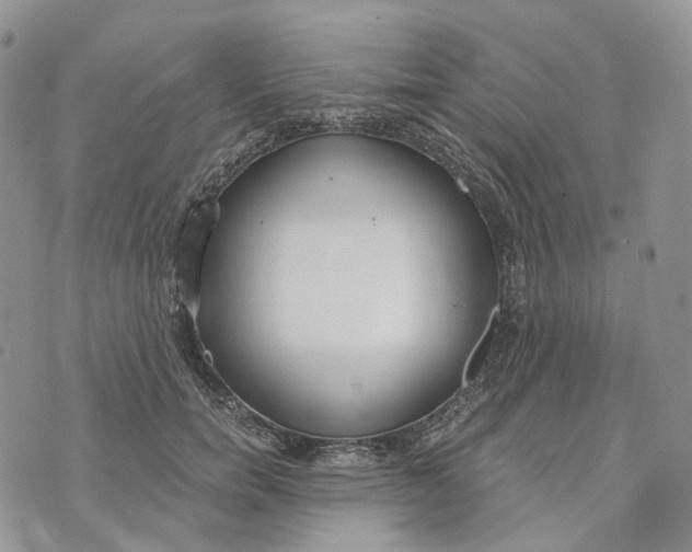 X0000072950750200608111625