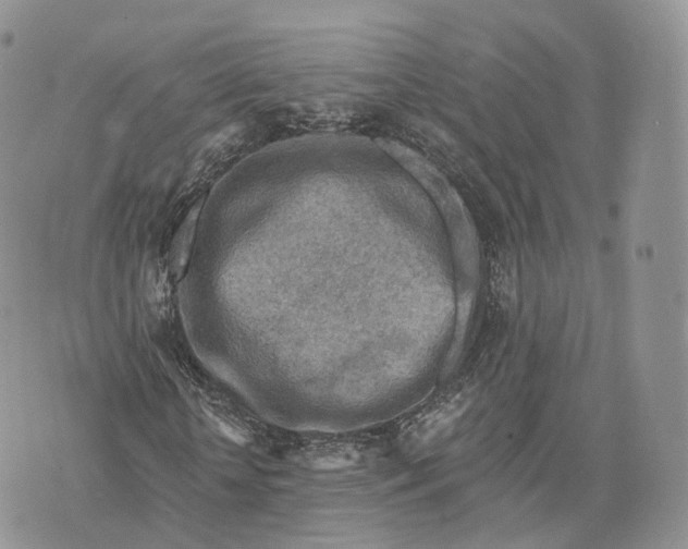 X0000072950818200608111623