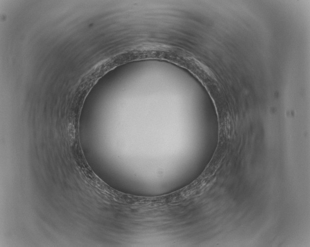 X0000072950821200608111623