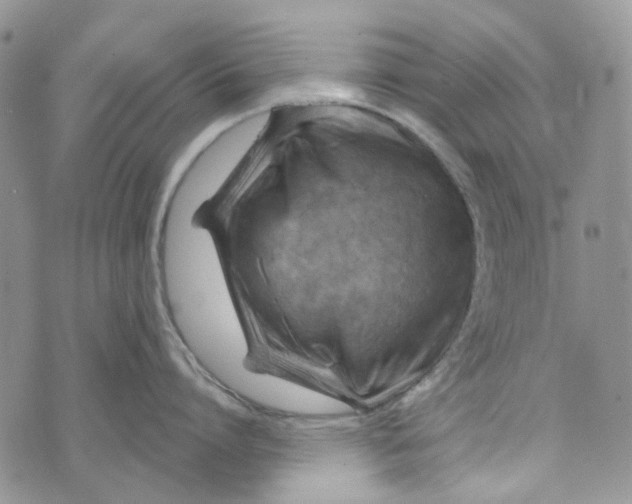 X0000072950864200608111624