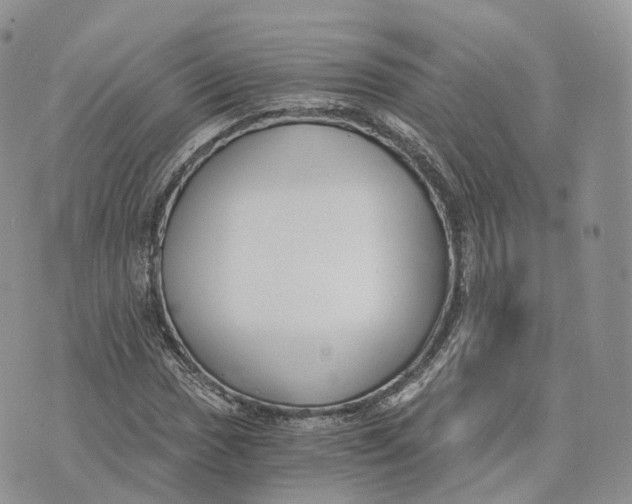 X0000072951017200608111620