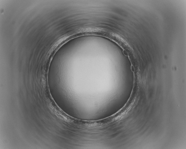 X0000072951025200608111620