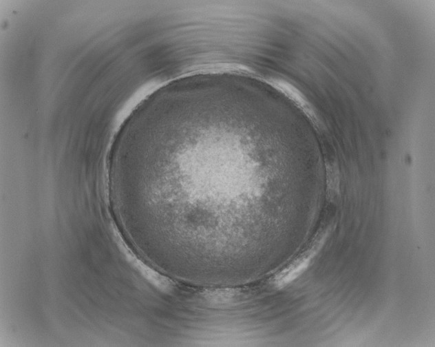 X0000072951046200608111621