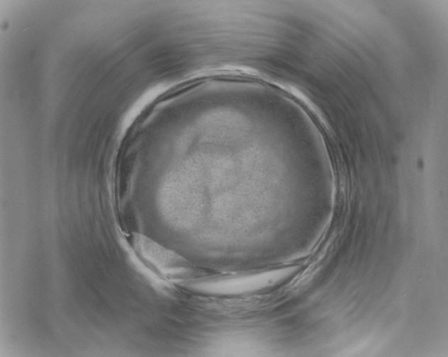 X0000072951054200608111621