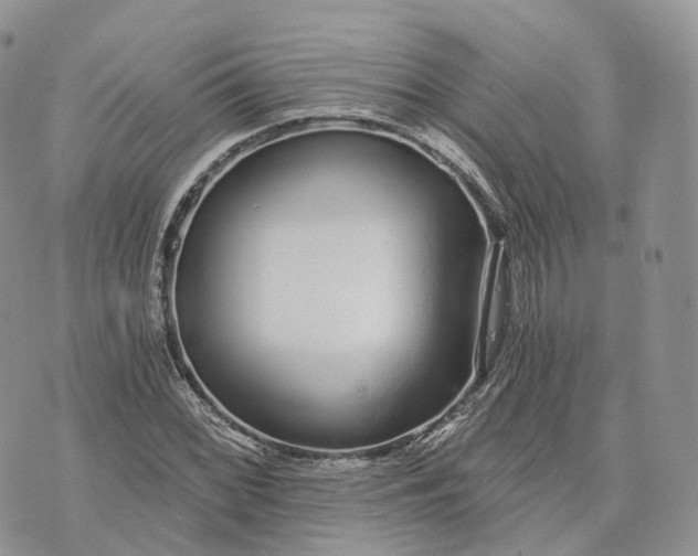 X0000072951068200608111620