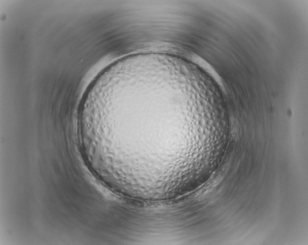 X0000072951099200608111619