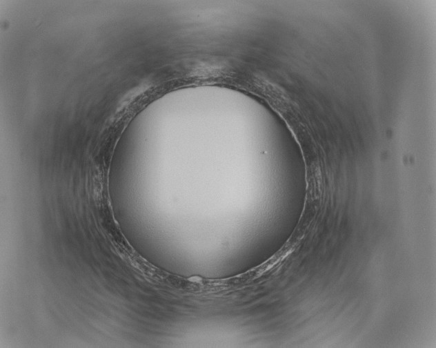 X0000072951158200608111618