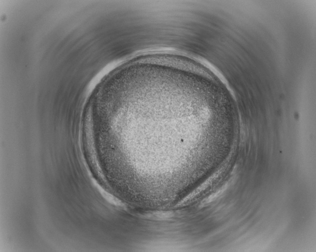 X0000072951245200608111618