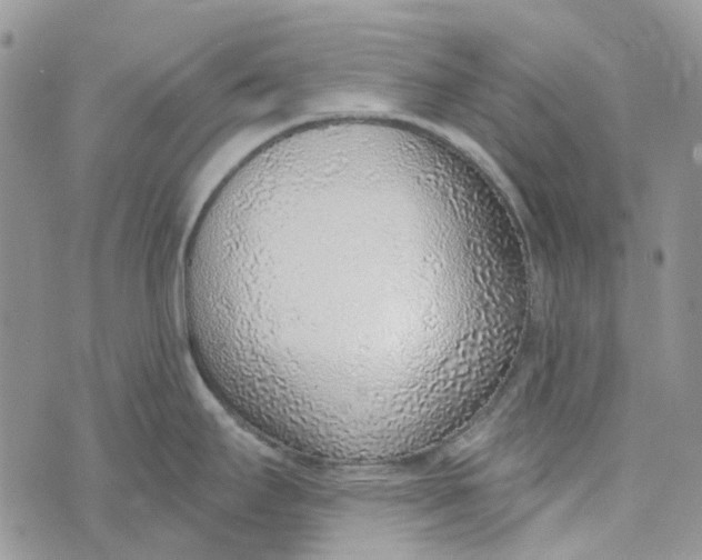 X0000072951295200608111616