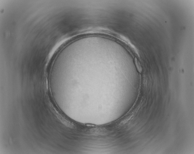 X0000072951368200608111615