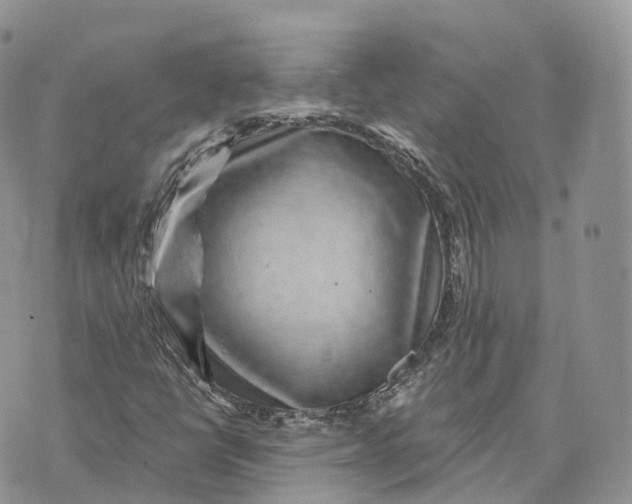 X0000072951398200608111614