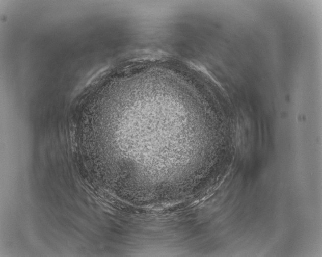 X0000072951399200608111614