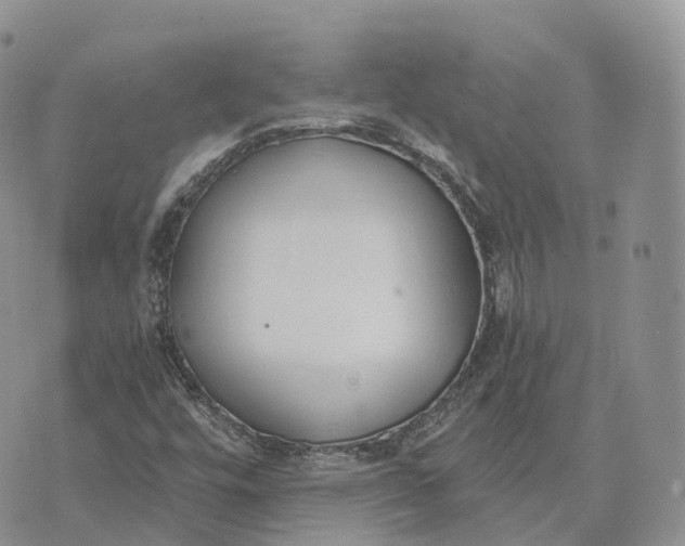 X0000072951448200608111613