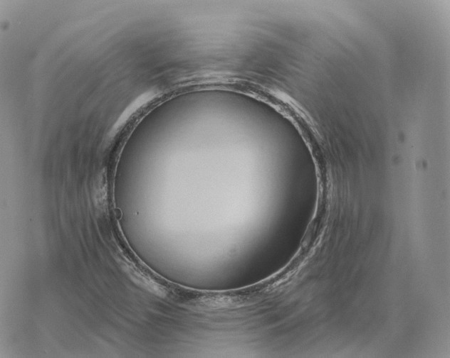 X0000072951450200608111613