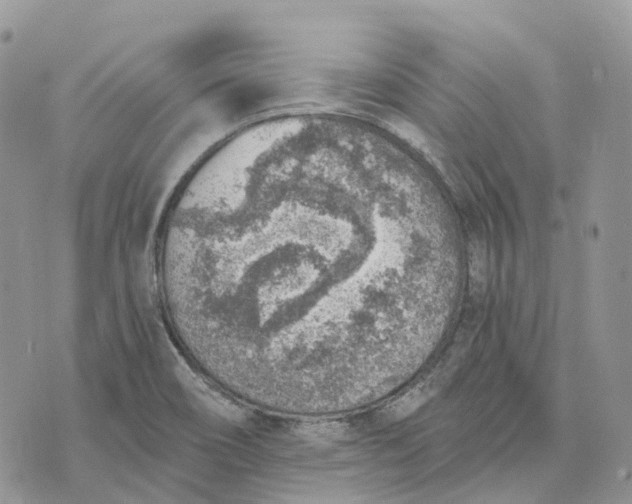 X0000072951466200608111613